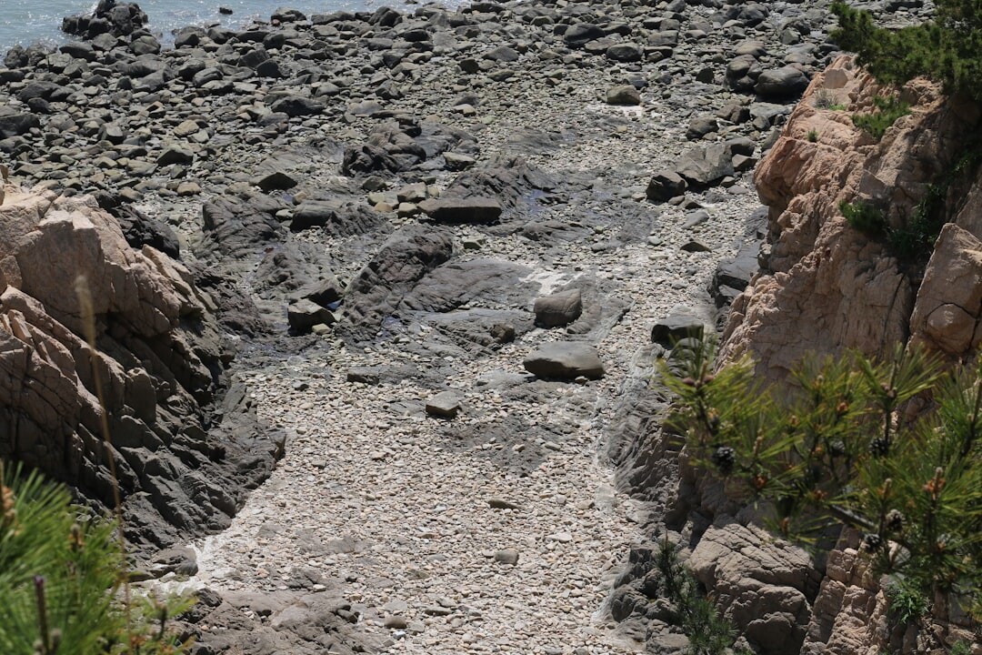 Narrow coastal footpath winding along pine covered cliffs